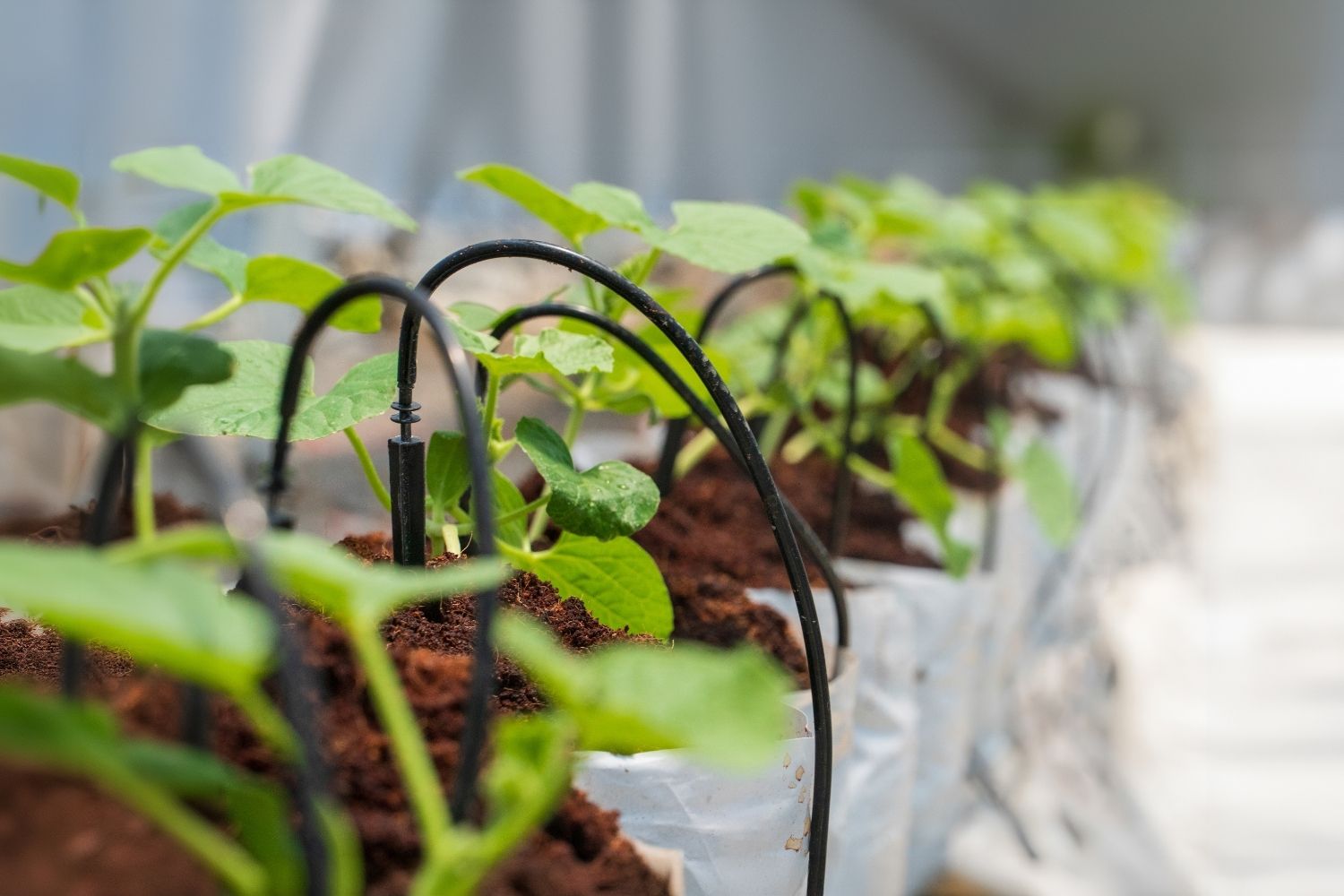 Greenhouse Automation