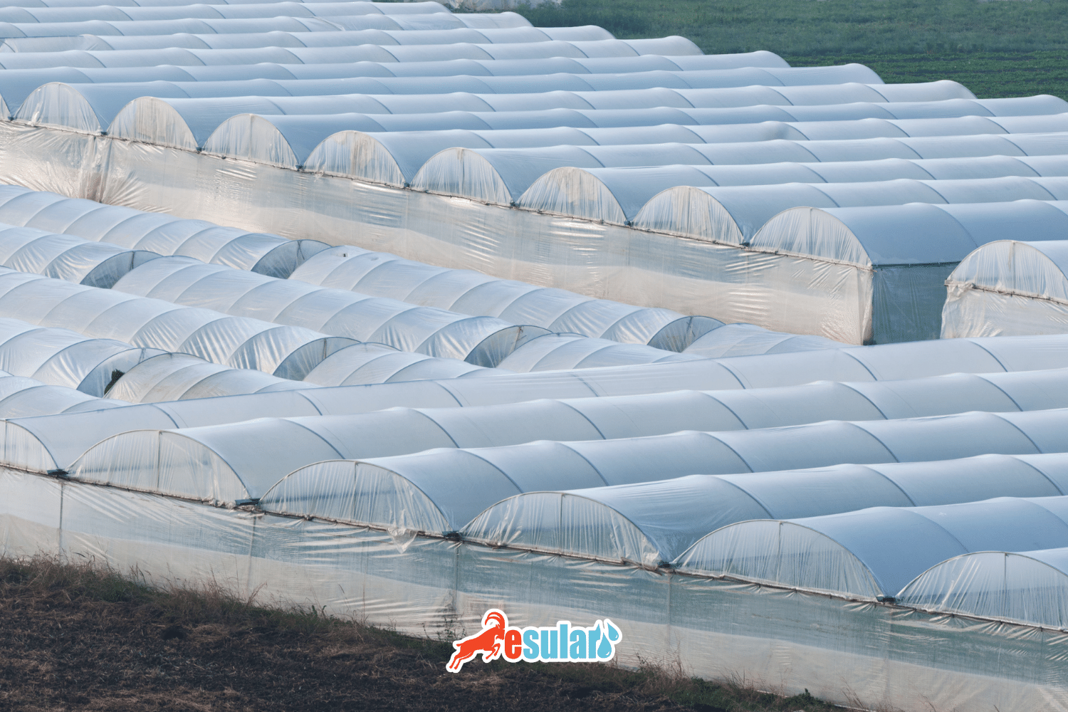 Greenhouse Plastic