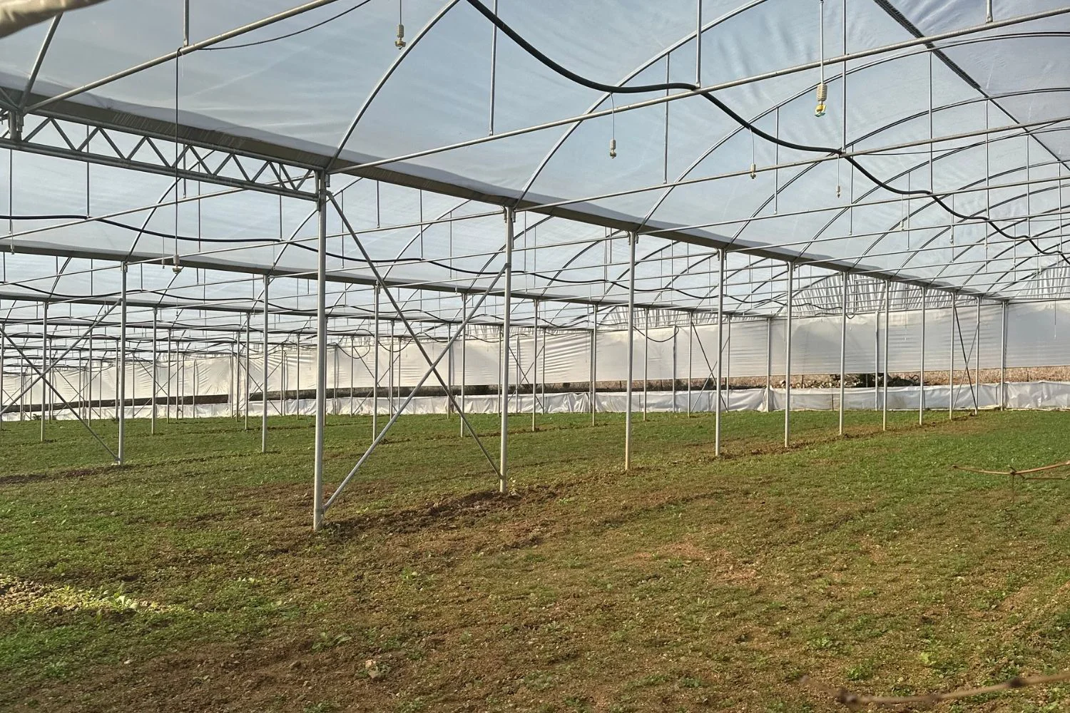 10 Acre Parsley Greenhouse, Smart Irrigation, Automatic Irrigation