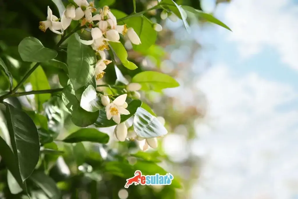 greyfurt-fidan-dikimi