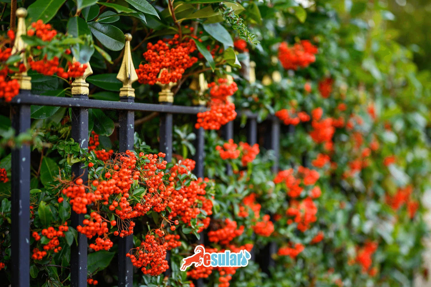 How to Grow Hawthorn?