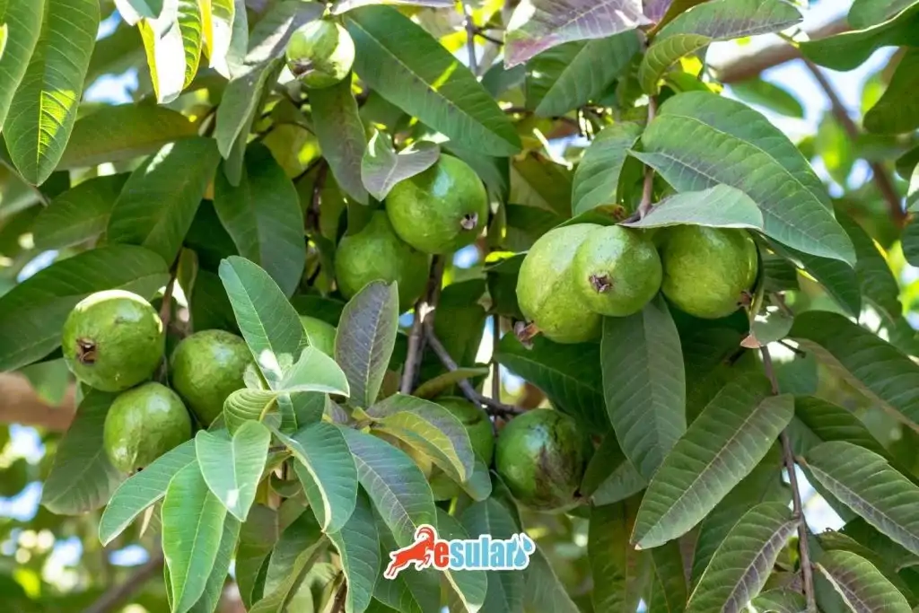 guava-yetistiriciligi