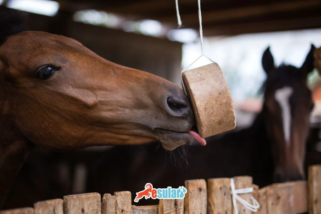 hangi-hayvanlar-tuz-yalar