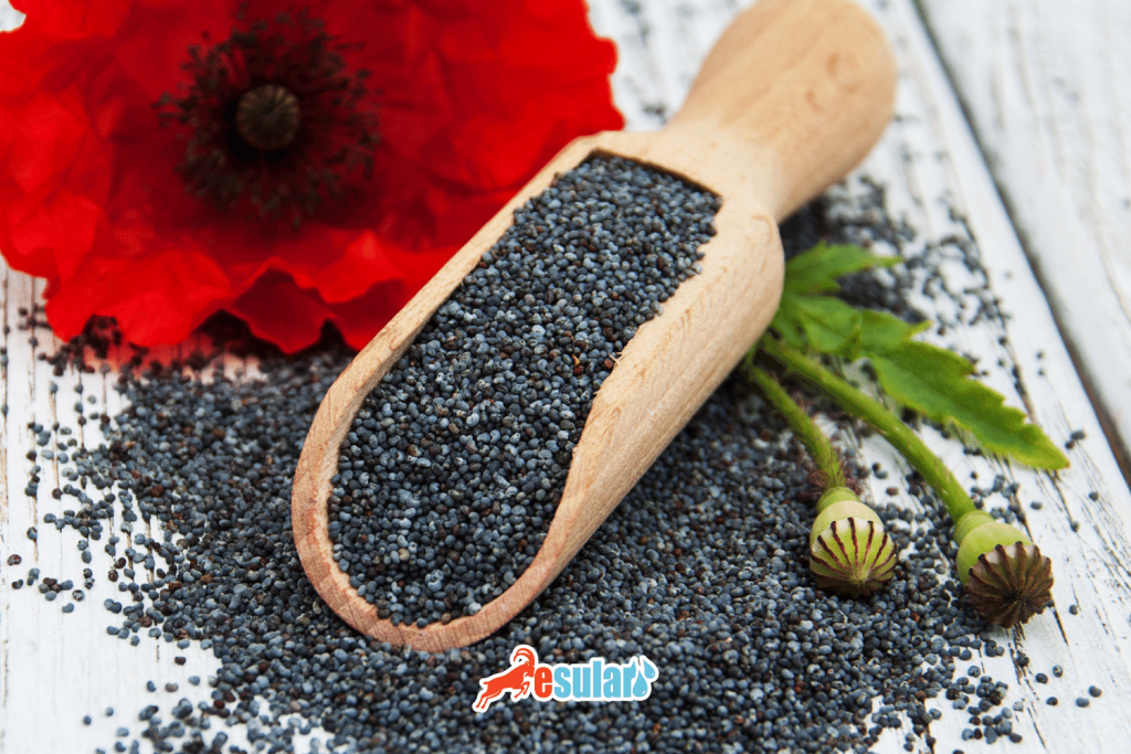 in which region is poppy grown