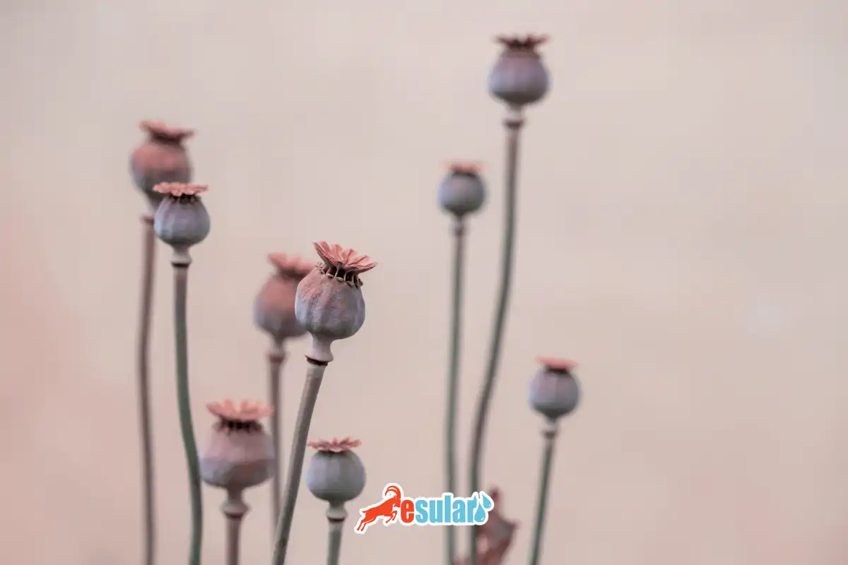 Haşhaş Yetiştiriciliği Nasıl Yapılır?