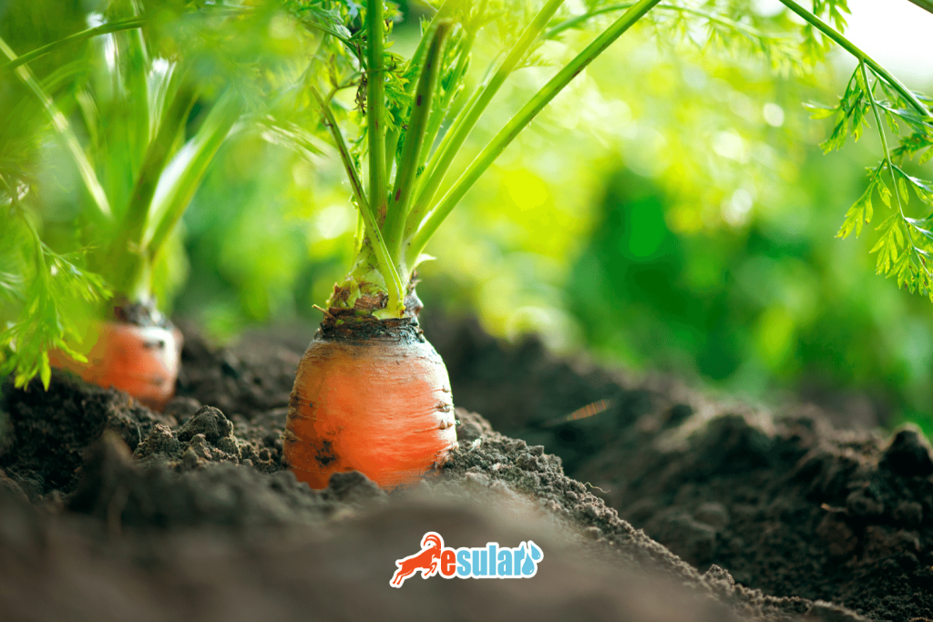 havuc-yetistirme-kosullari