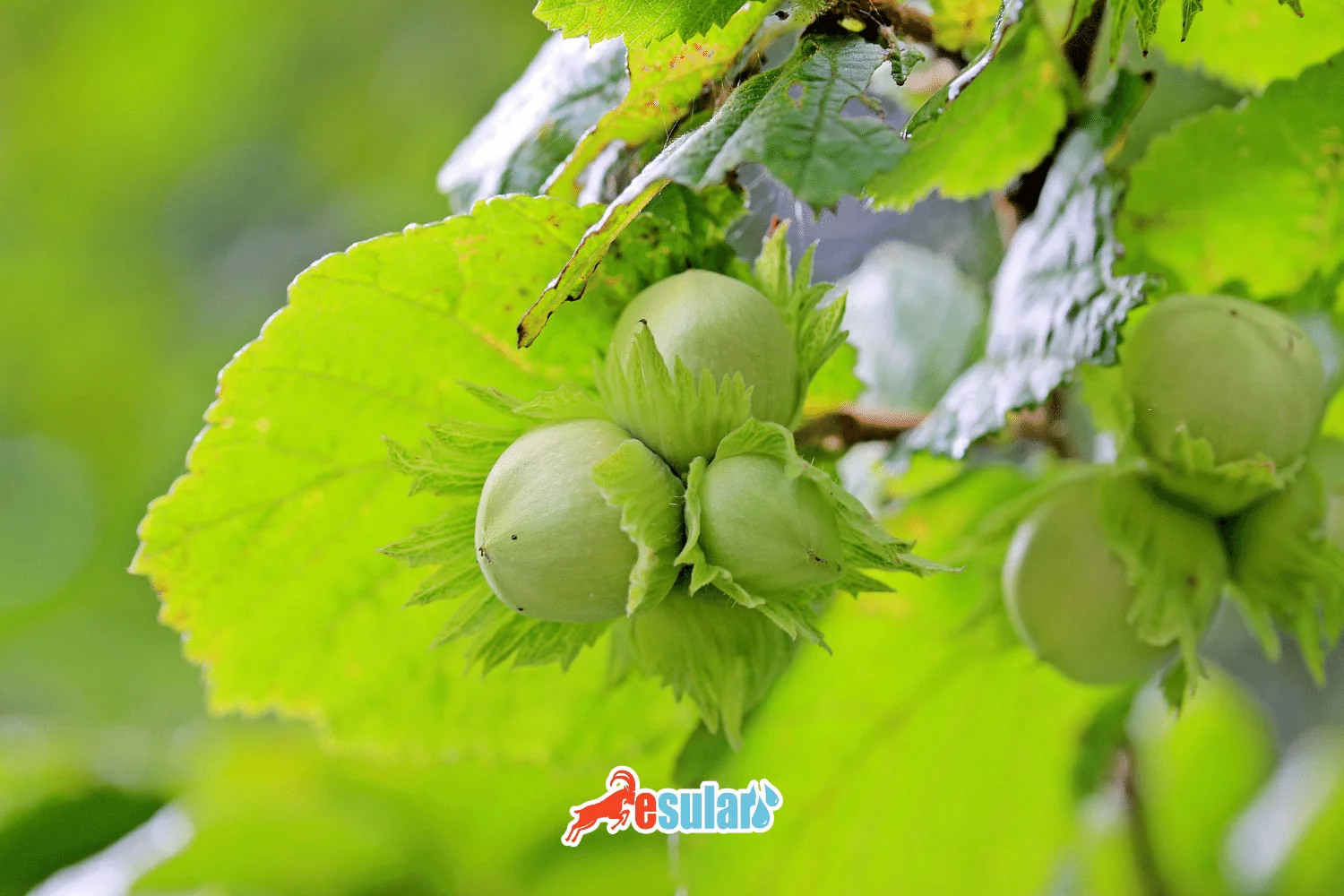 How is Hazelnut Cultivation Done?