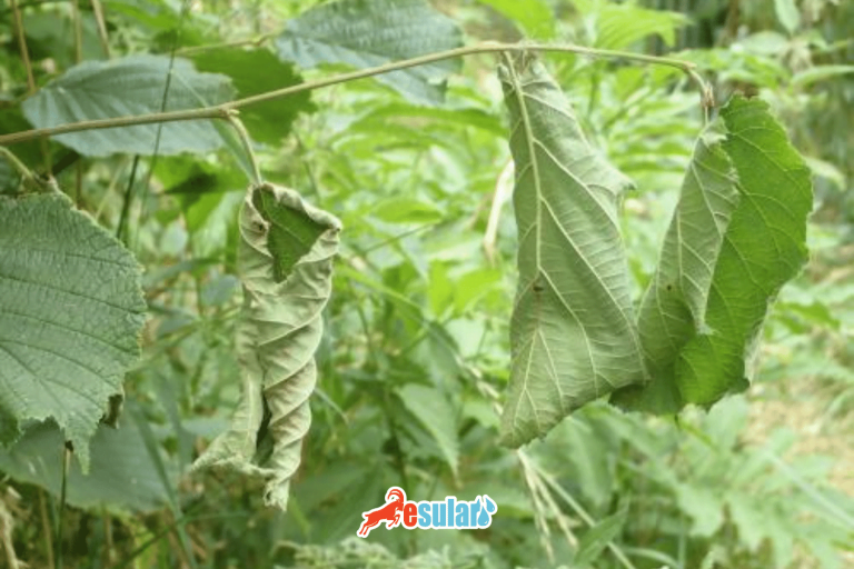 damages caused by the june beetle