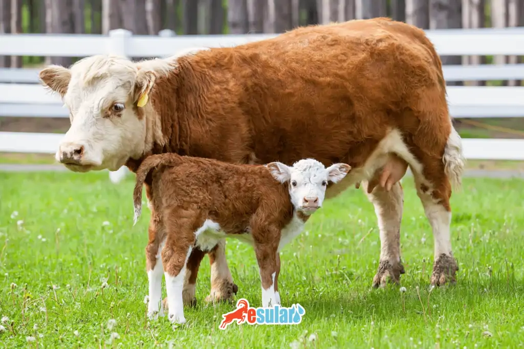 hereford-ne-zaman-damizlik-olabilir