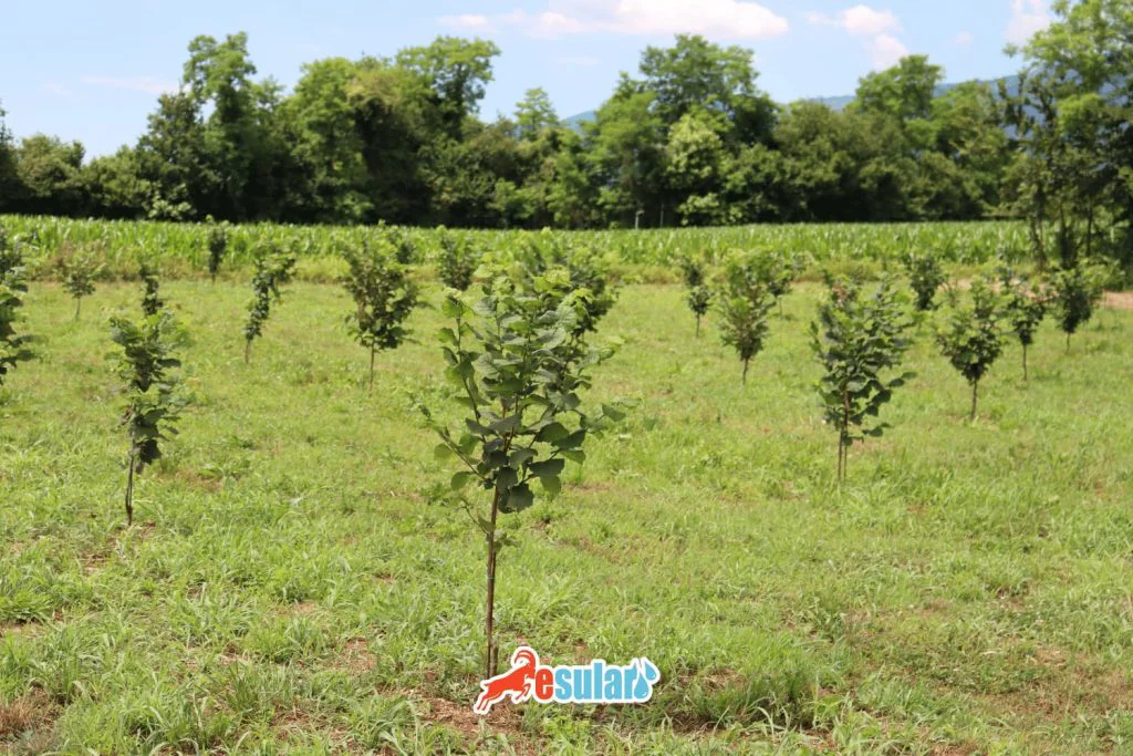 如何进行榛子种植？