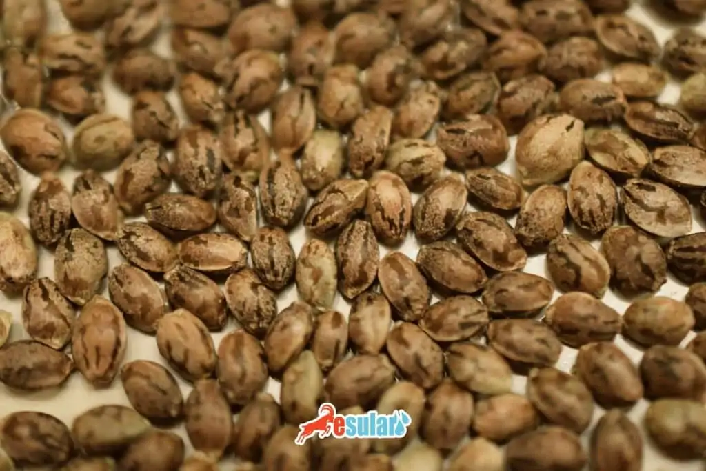how-hybrid-seed-is-produced