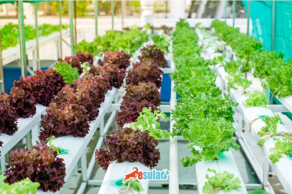 hidroponik-sistem-nedir