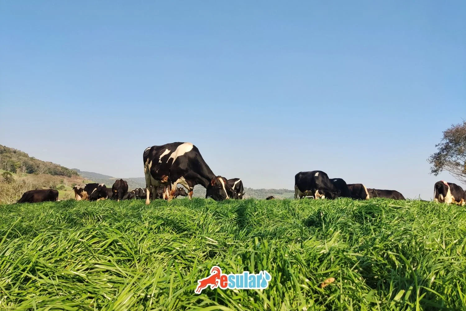 ¿Cómo cultivar Ryegrass?
