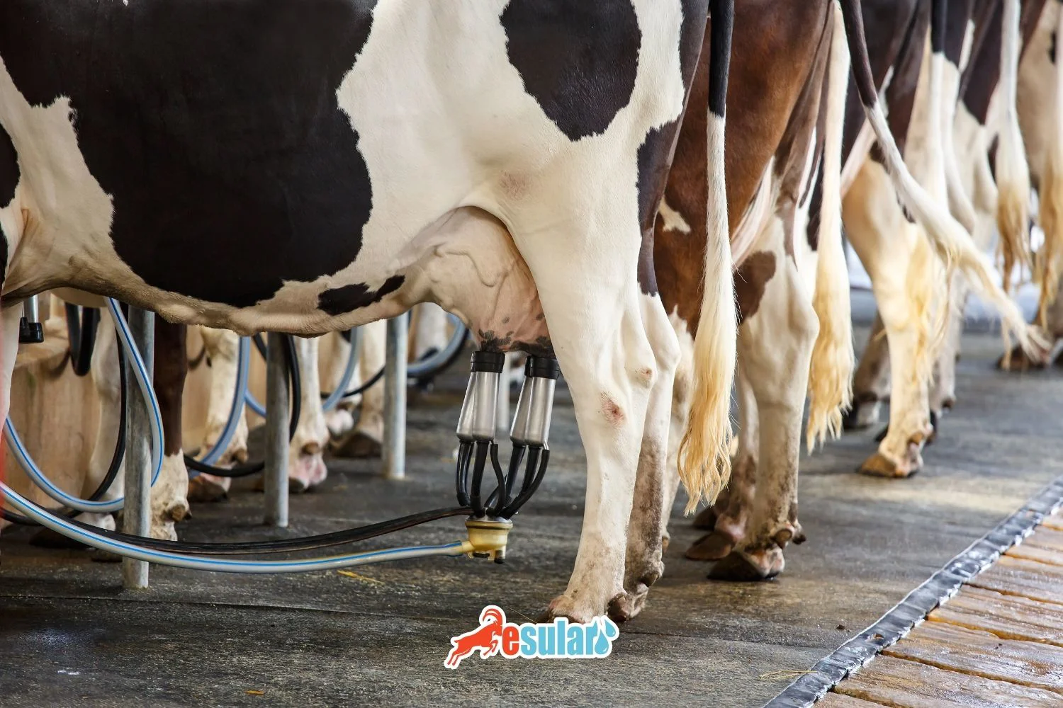 Which Cow Breeds Have High Milk Yield?