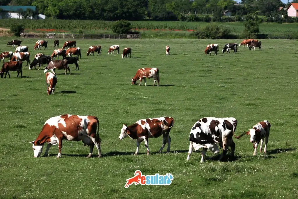 hypocalcemia-milk-fever