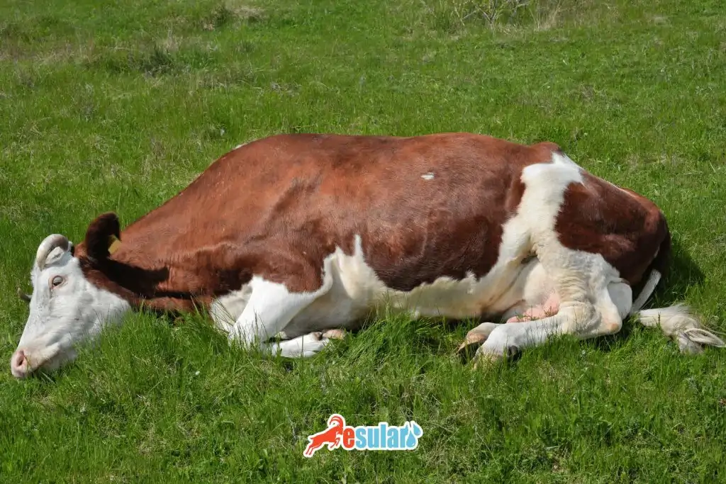 hypocalcemia-milk-fever symptoms