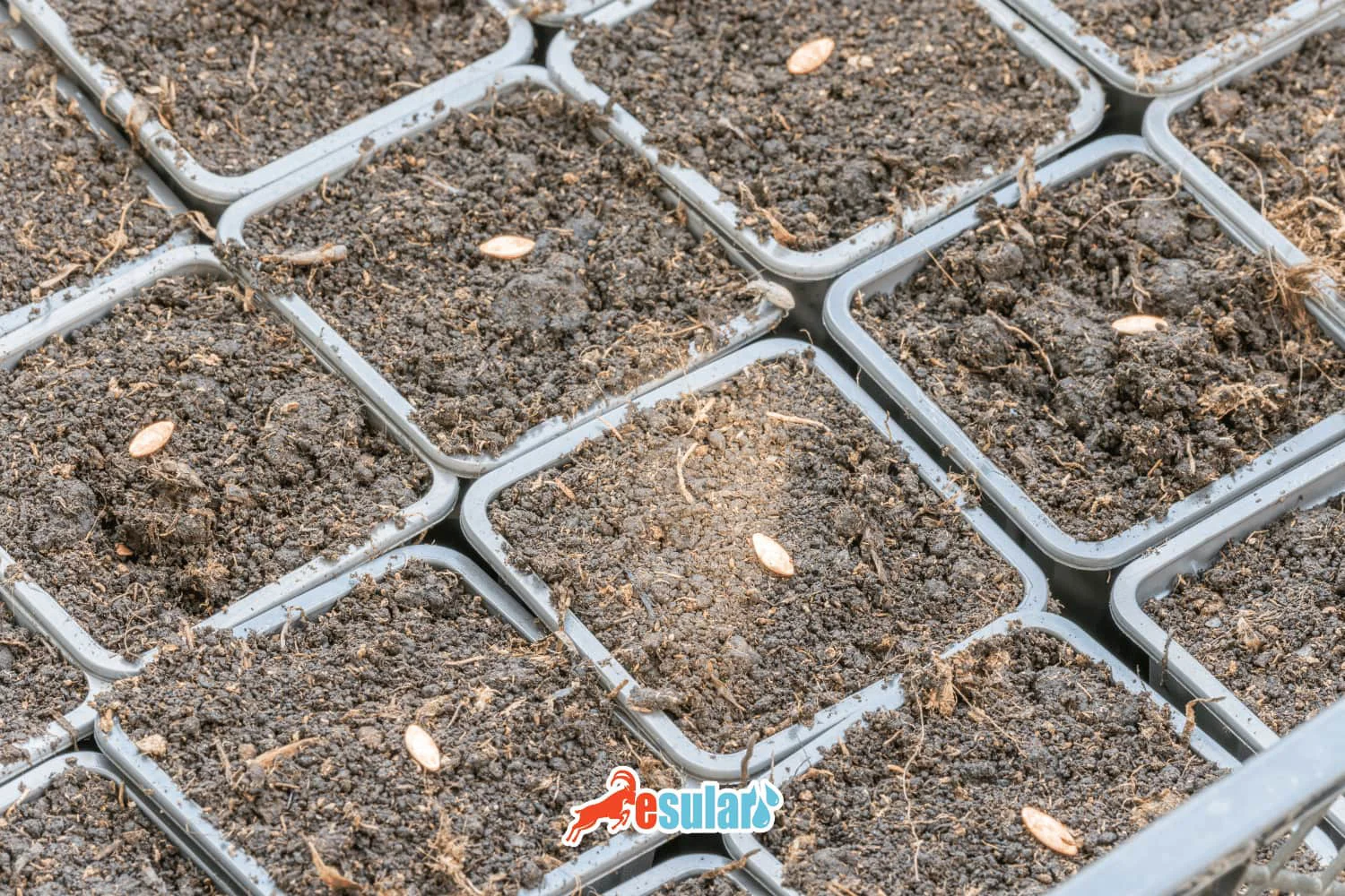 What is Hybrid Seed?