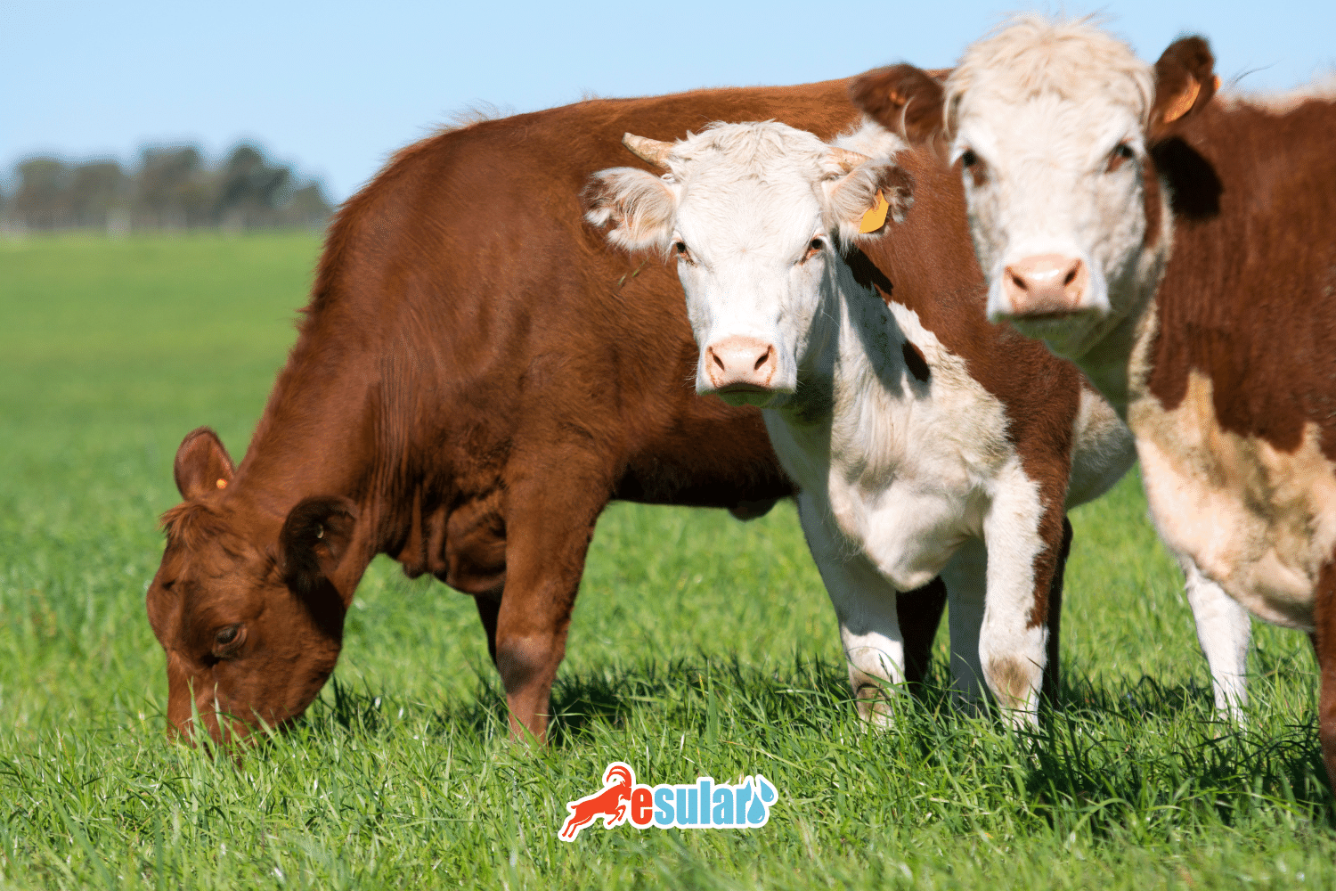 How Many Months Does It Take for Cows to Give Birth?