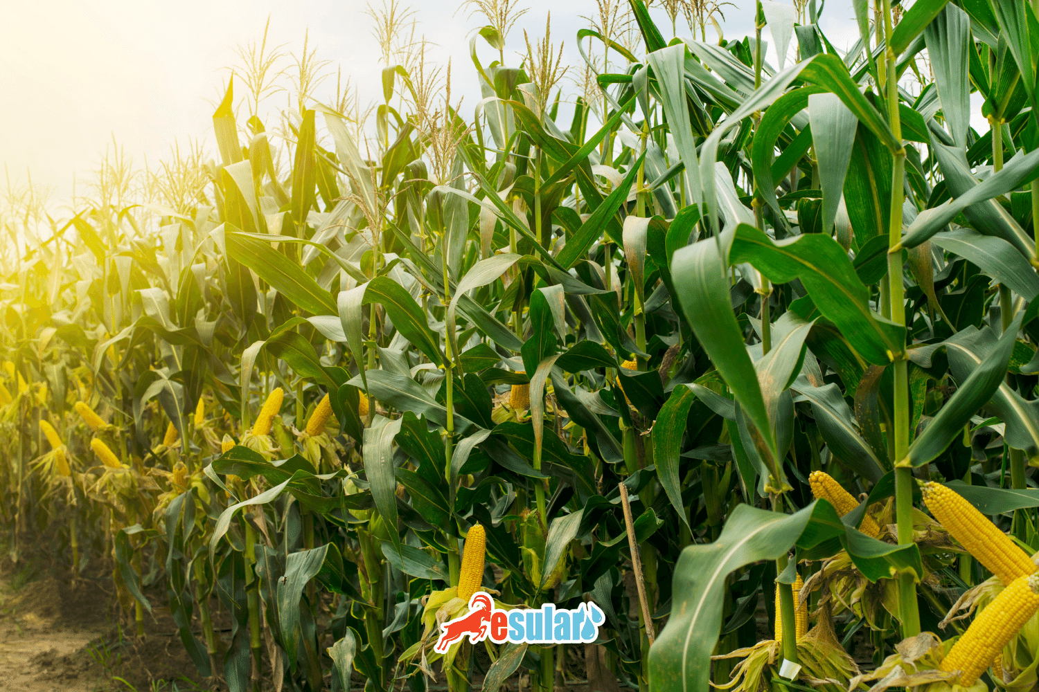 When is Corn Planted?