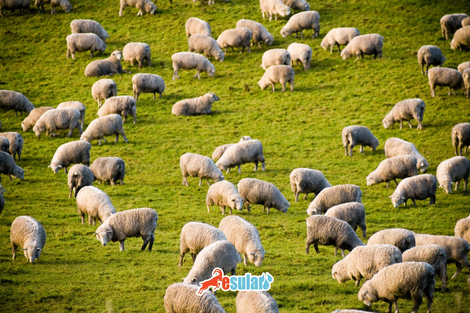 What is Gid Disease in Sheep?