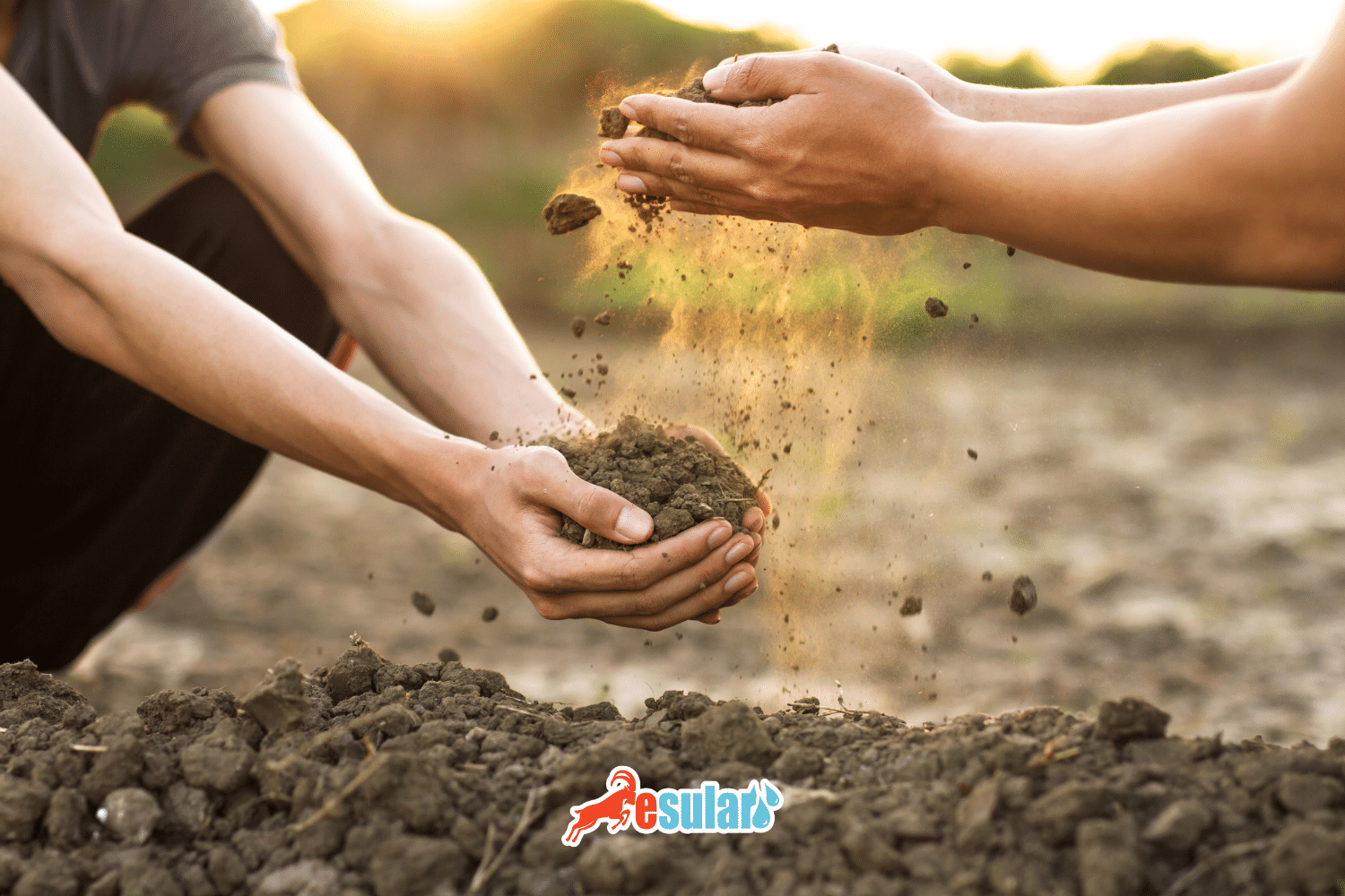 What is Soil? How is it Formed?