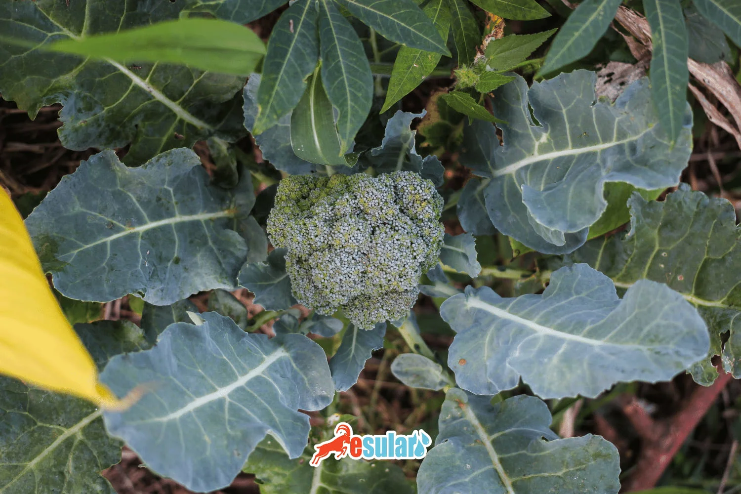 How is Broccoli Cultivation Done?