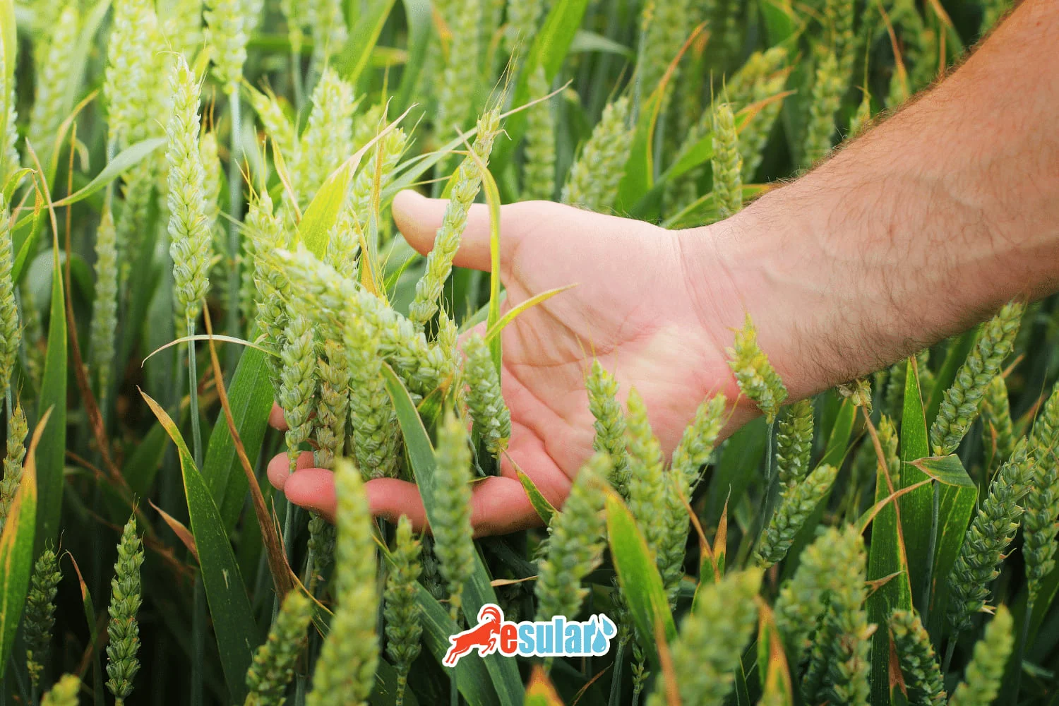 What is Seed Breeding?