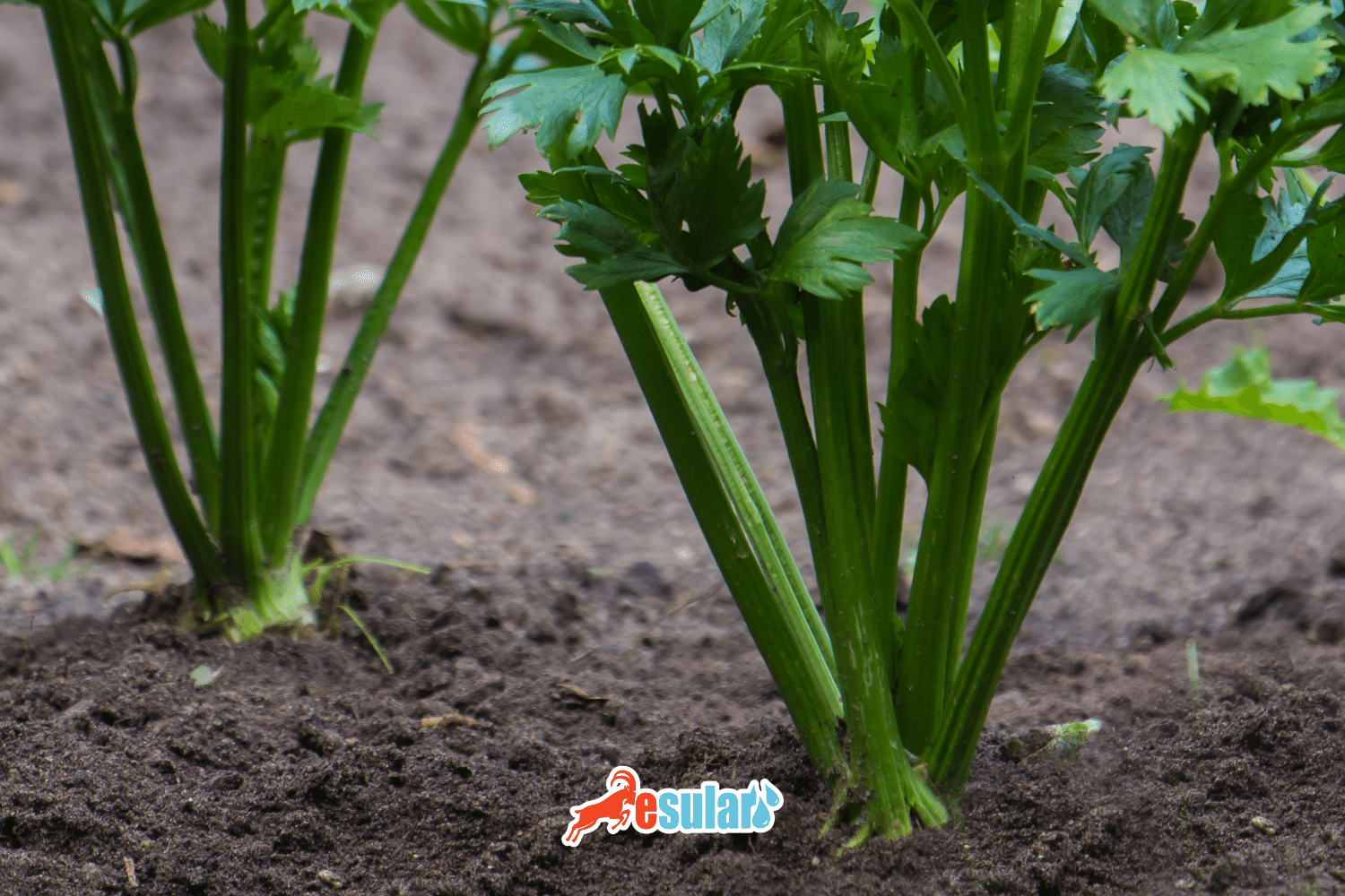 How to Grow Celery