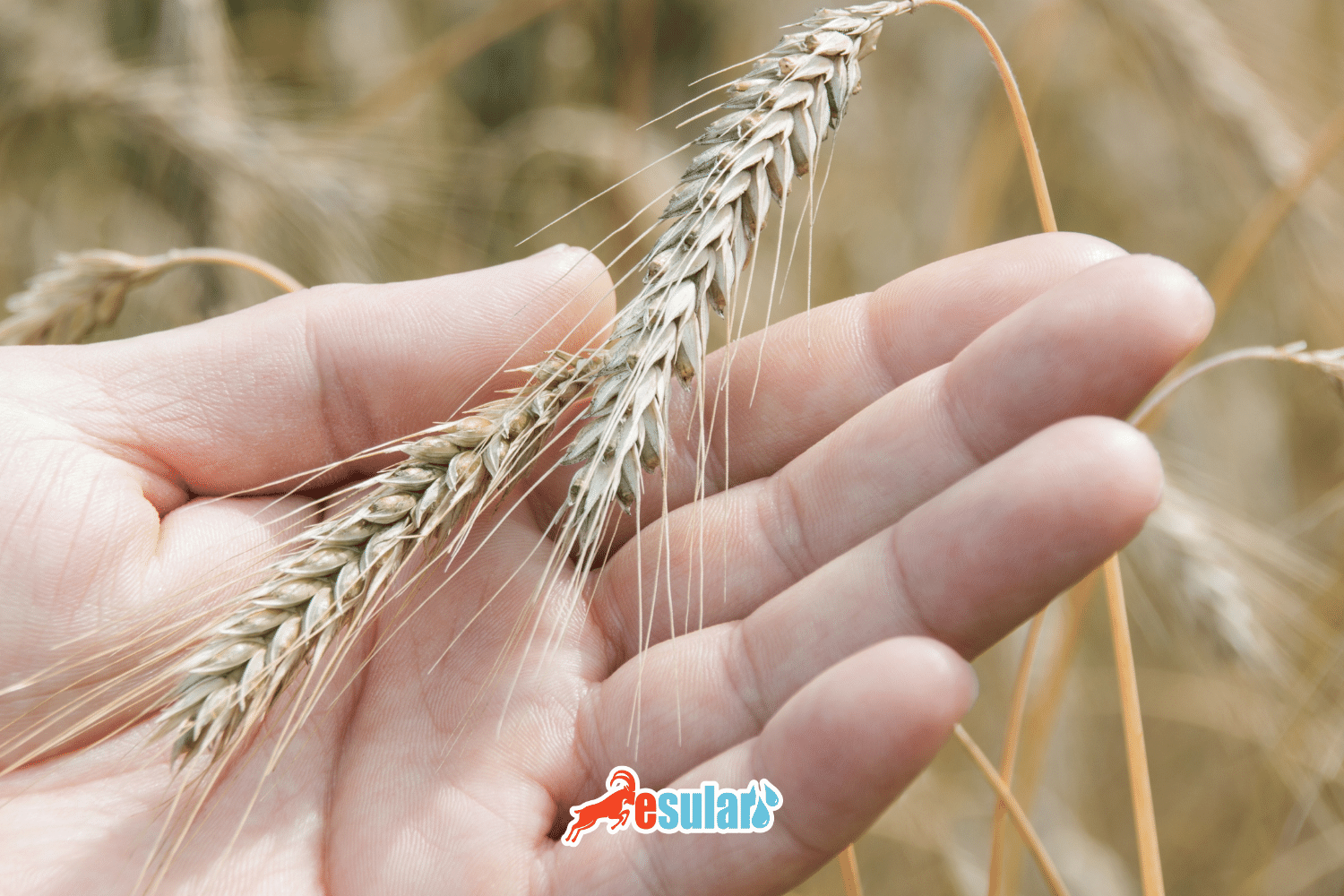 How is Triticale Cultivation Done?
