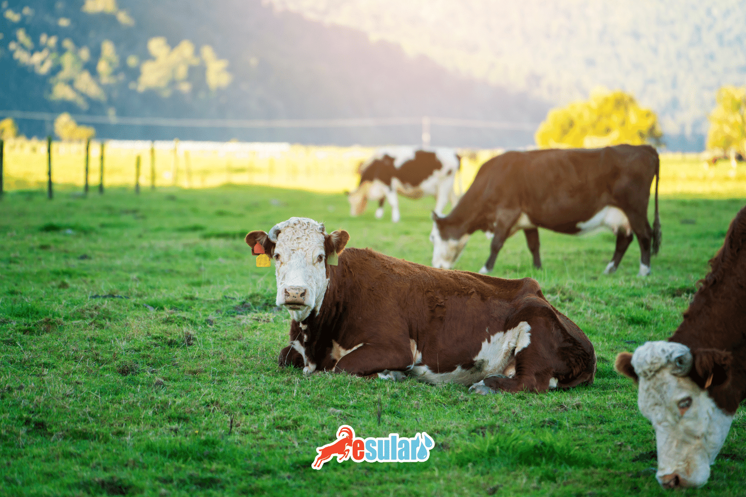 What is Hypocalcemia (Milk Fever)?