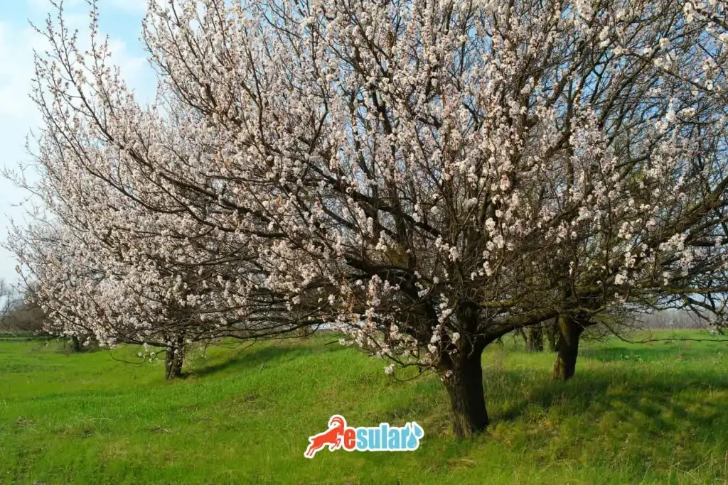 ic-anadoluda-yetisen-tarım-urunleri