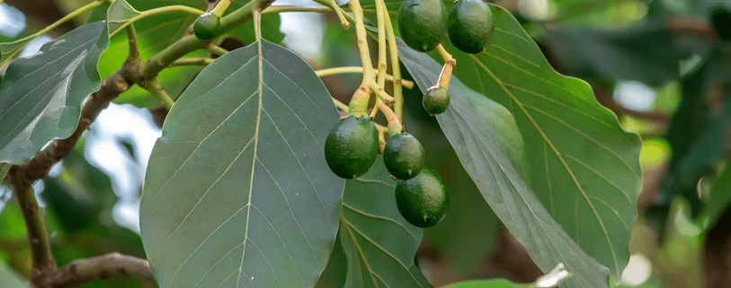 إدارة الأفوكادو بمياه أقل