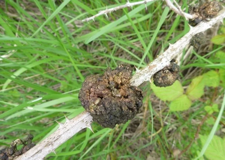 Crown Gall in Blackberry