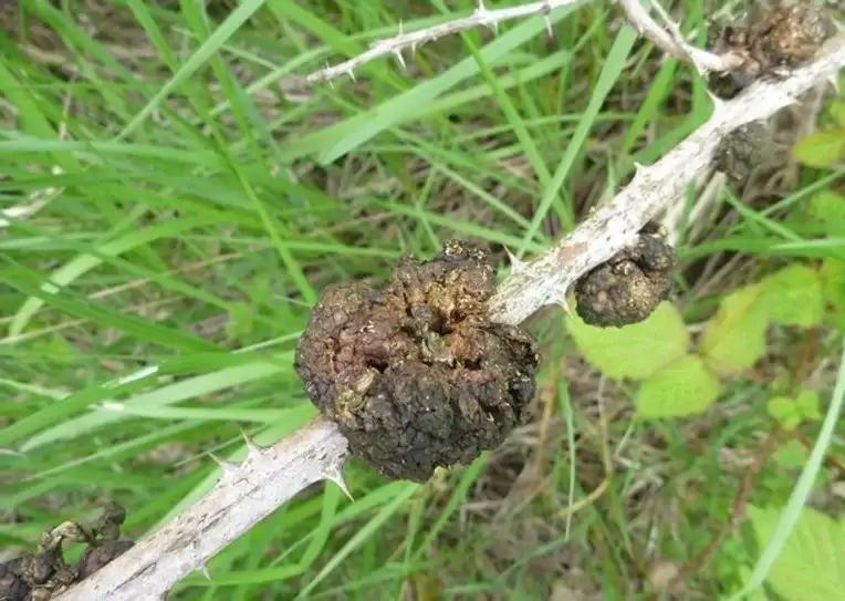 Böğürtlende Kök Kanseri