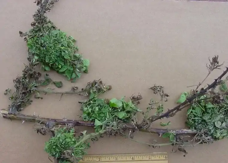 Böğürtlende Mantar Hastalıkları