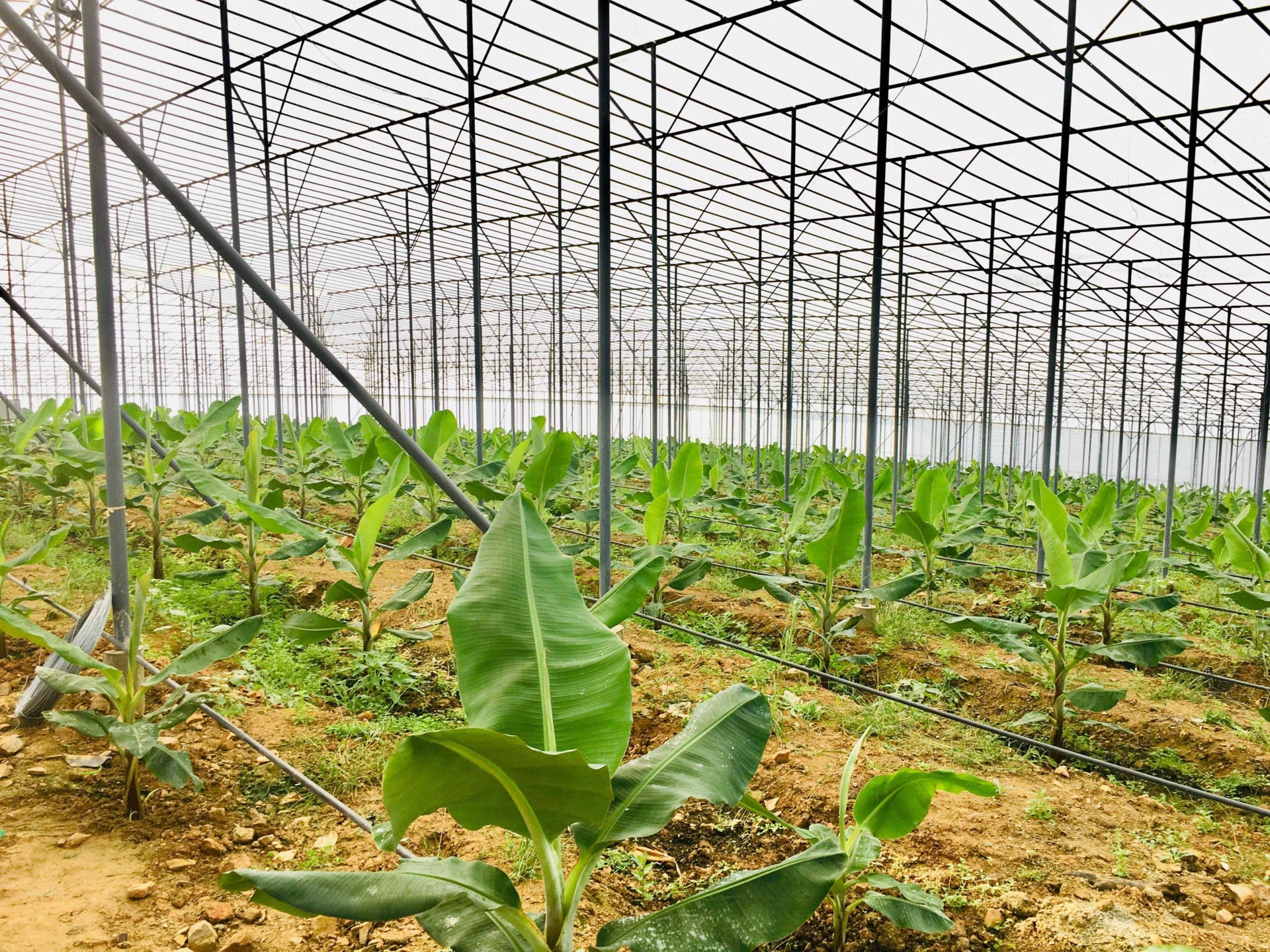 Banana Cultivation, Greenhouse Banana Cultivation