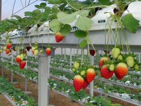 Wie werden Erdbeeren angebaut?