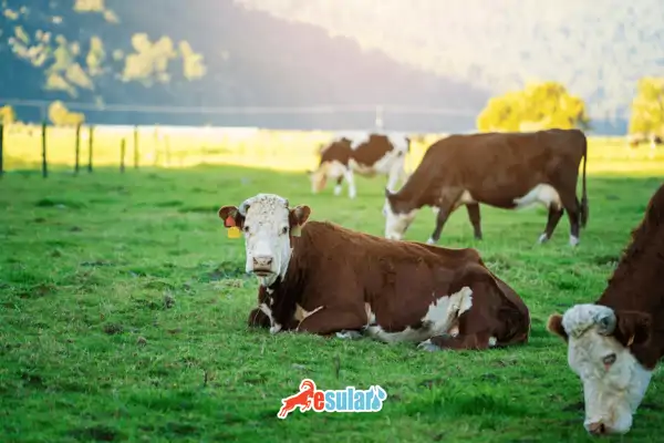 how many months do cows take to give birth