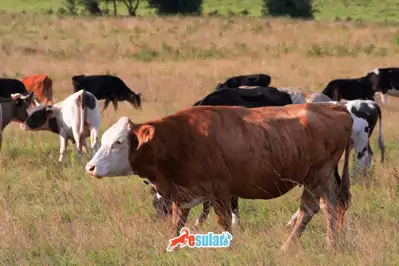 İneklerde Uyuz Hastalığı