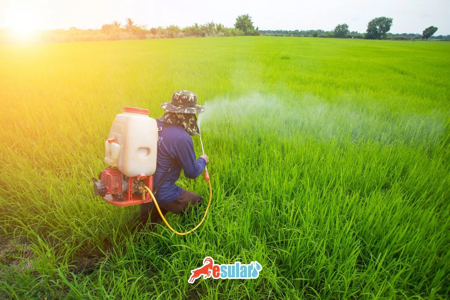 What is an Insecticide?