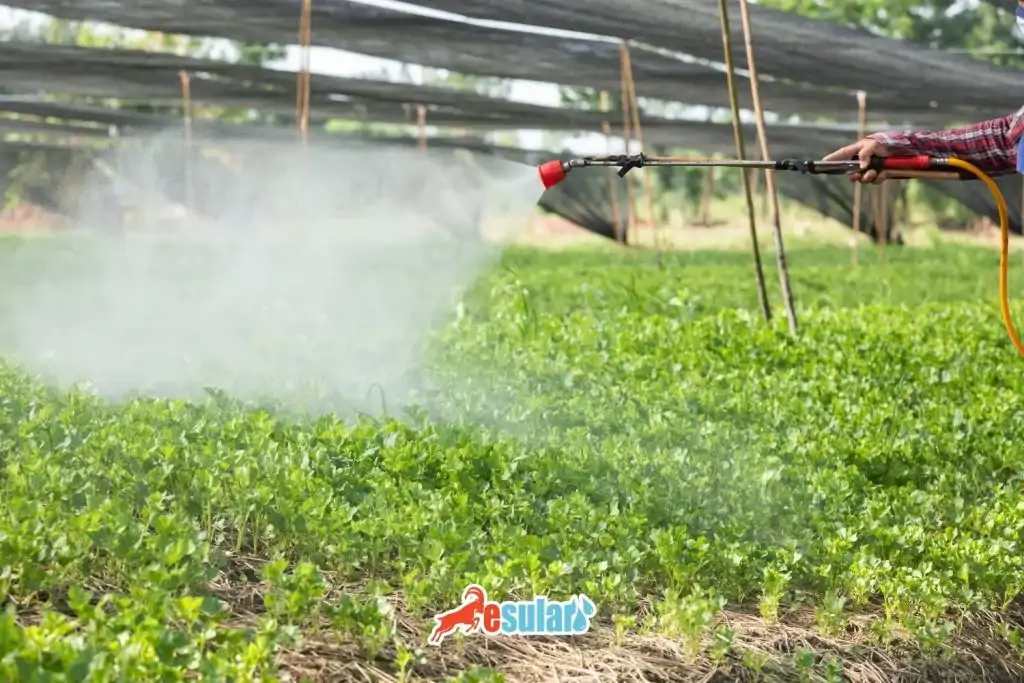 insektisit-ne-icin-kullanilir