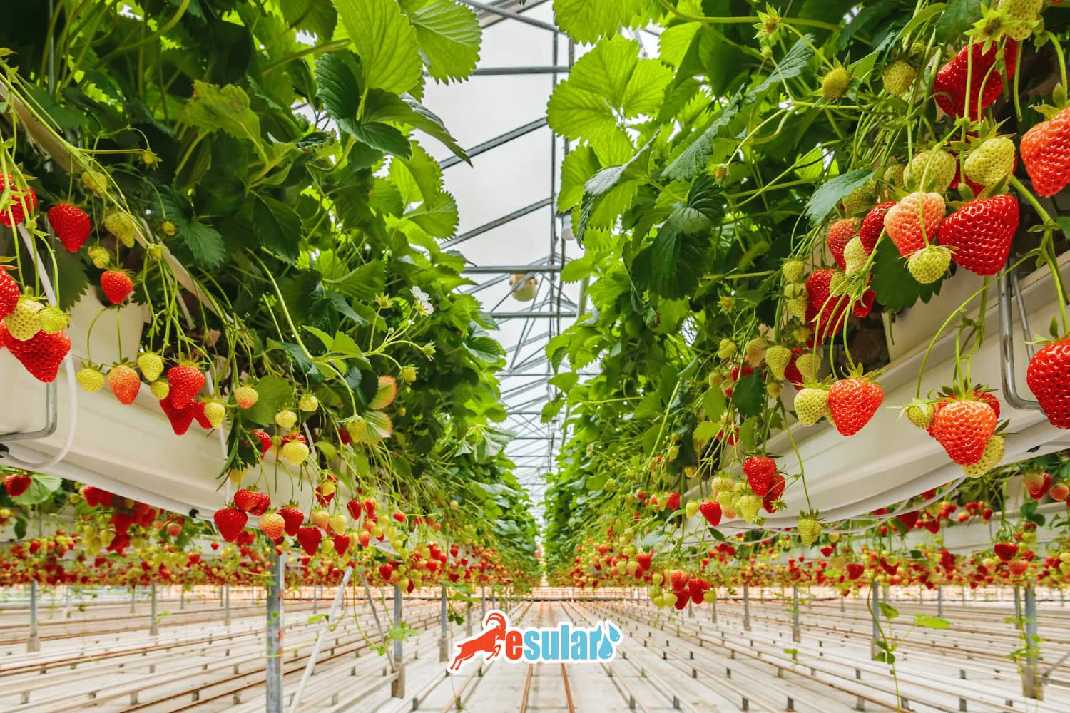 Principios Integrales del Cultivo de Fresa en Suelo y Sin Suelo: Logre un Alto Rendimiento con la Agricultura Inteligente