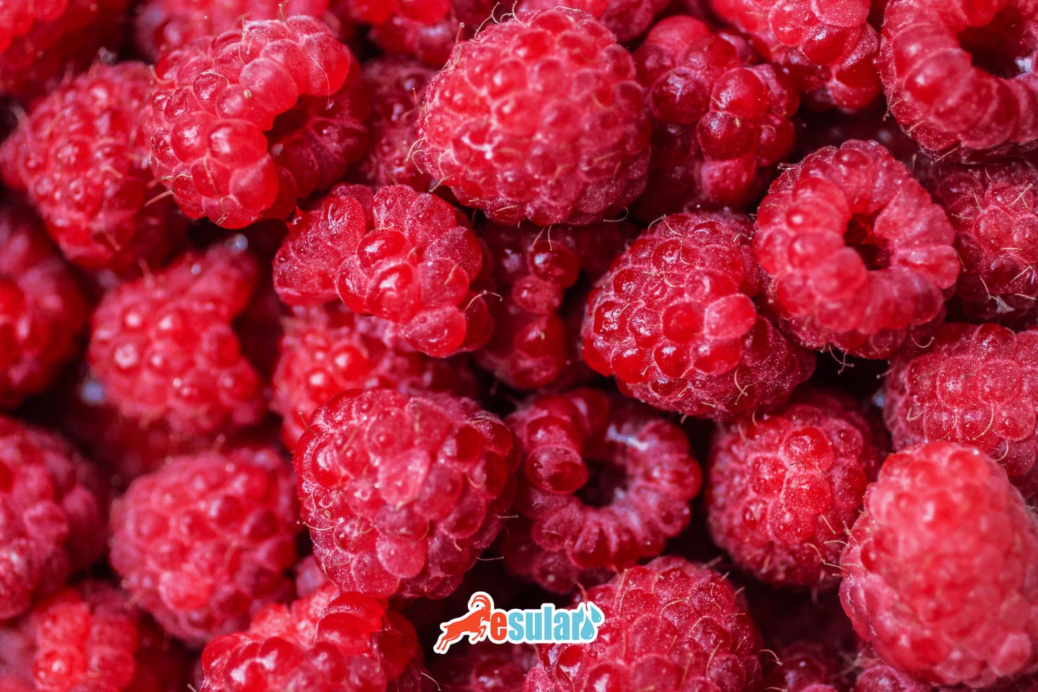 How to Grow Raspberries?