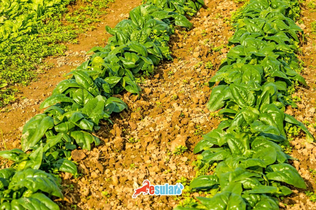 ispanak-yetistiriciligi-nasil-yapilir