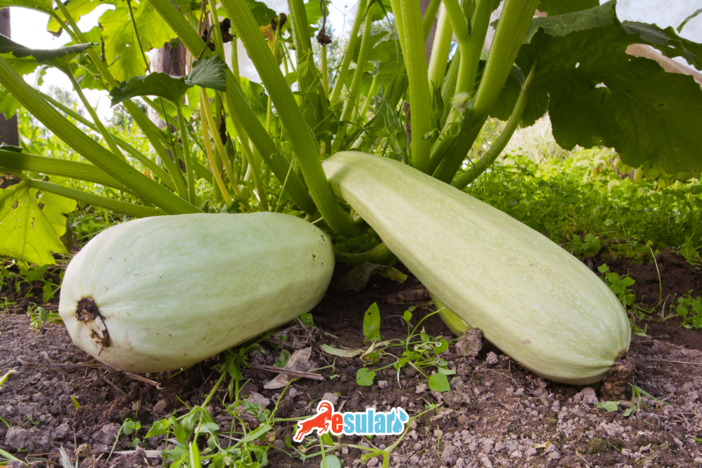 kabak-yetistiriciligi-iklim-ve-toprak-istegi