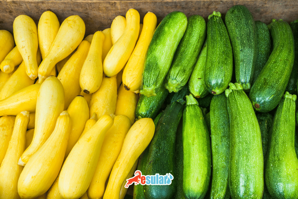 kabak-yetistiriciligi-toprak-hazirligi