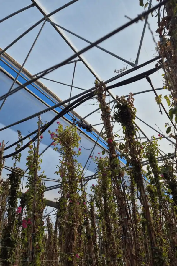 Kablosuz Kademeli Pencere Kontrol Ünitesi