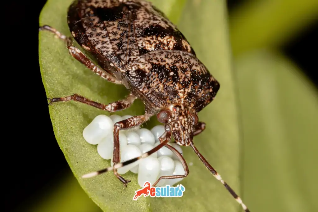 kahverengi-kokarca-bocegi-goruntusu