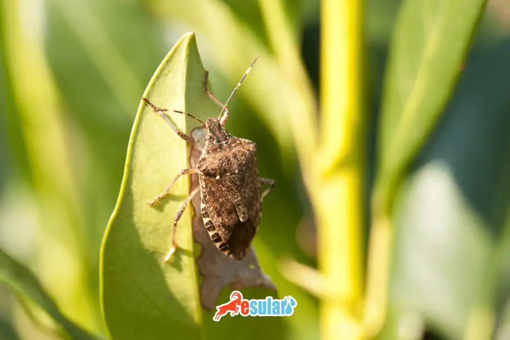 kahverengi-kokarca-bocegi-zararlari