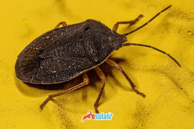 Kahverengi Kokarca Böceği​